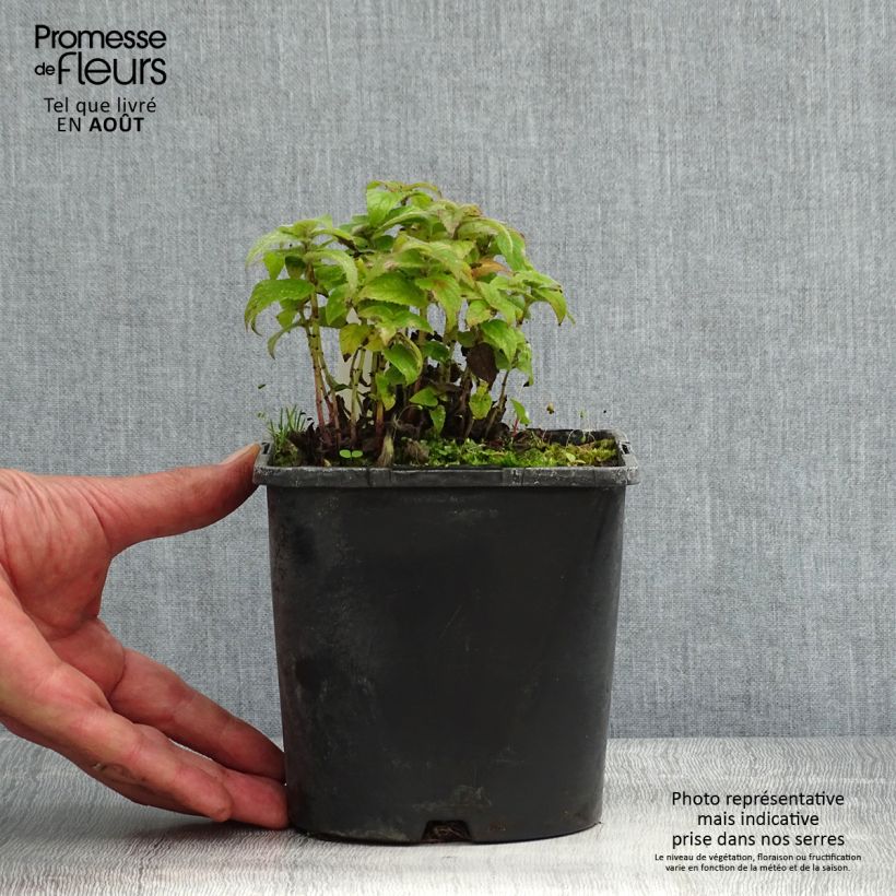 Esimerkki kesällä toimitetusta Punaväriminttu Cranberry Lace Pot de 1,5L/2L-taimesta