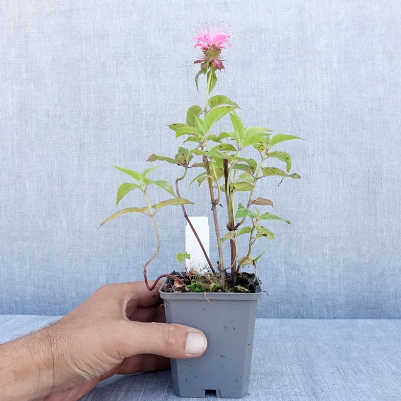 Esimerkki kesällä toimitetusta Punaväriminttu Croftway Pink Godet de 8/9 cm-taimesta