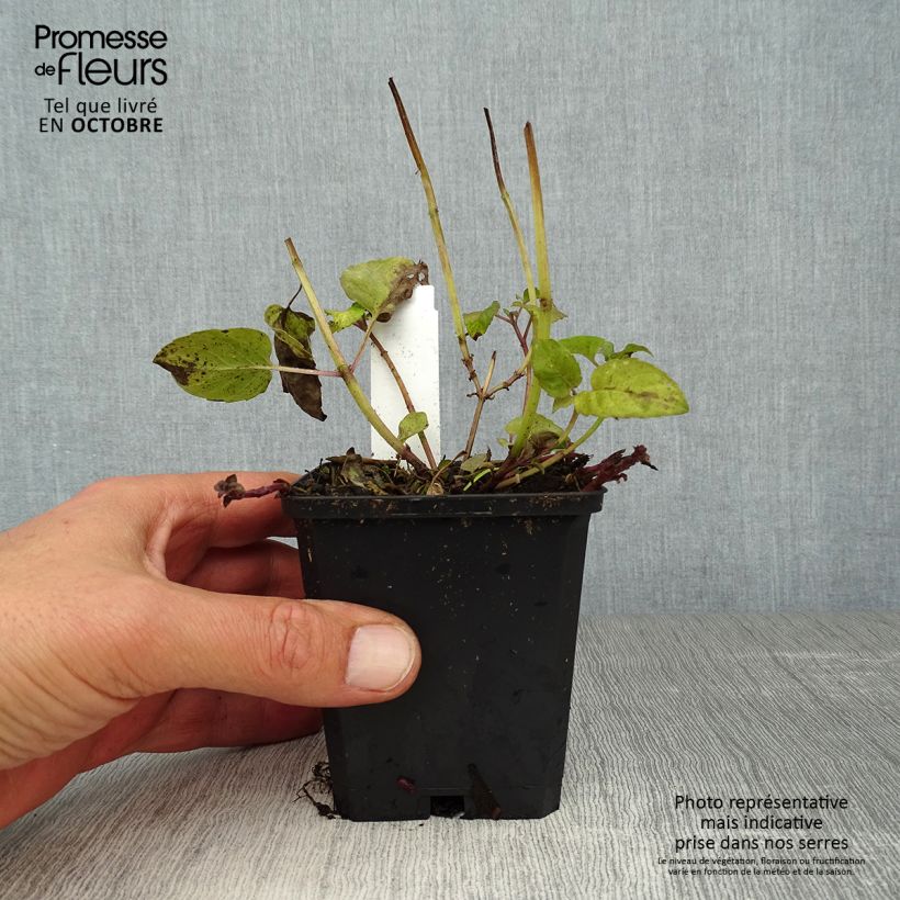 Esimerkki syksyllä toimitetusta Punaväriminttu Croftway Pink 8/9 cm taimiruukku-taimesta