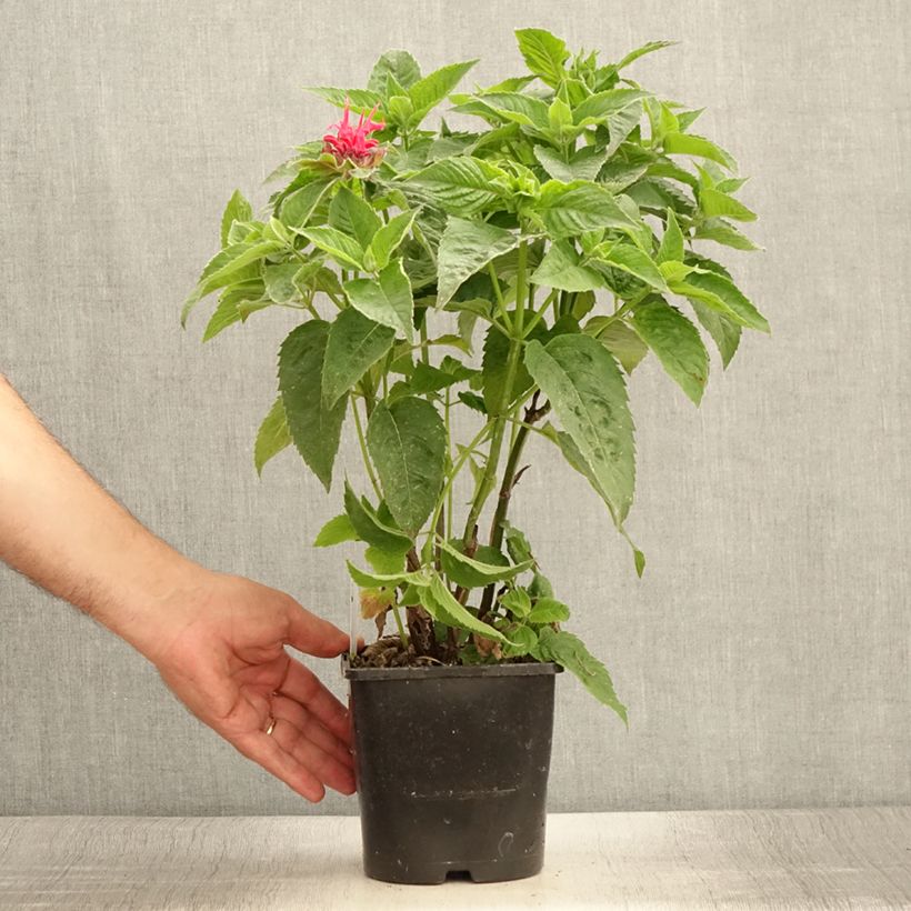 Esimerkki kesällä toimitetusta Punaväriminttu Pink Supreme 1,5 litran / 2 litran kannu-taimesta