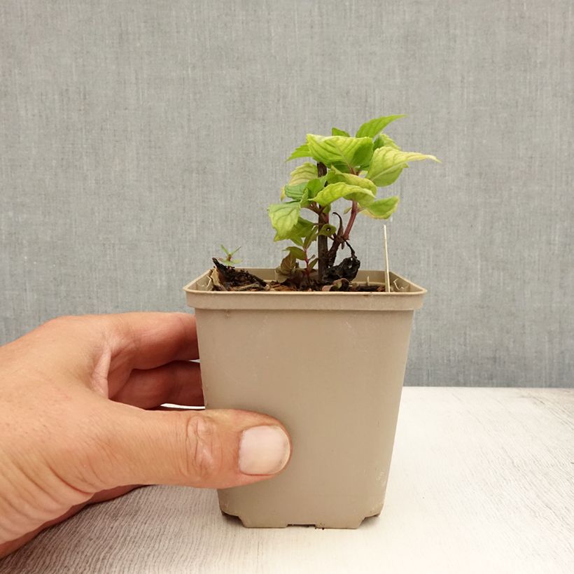 Esimerkki kesällä toimitetusta Punaväriminttu Fireball Godet de 8/9 cm-taimesta