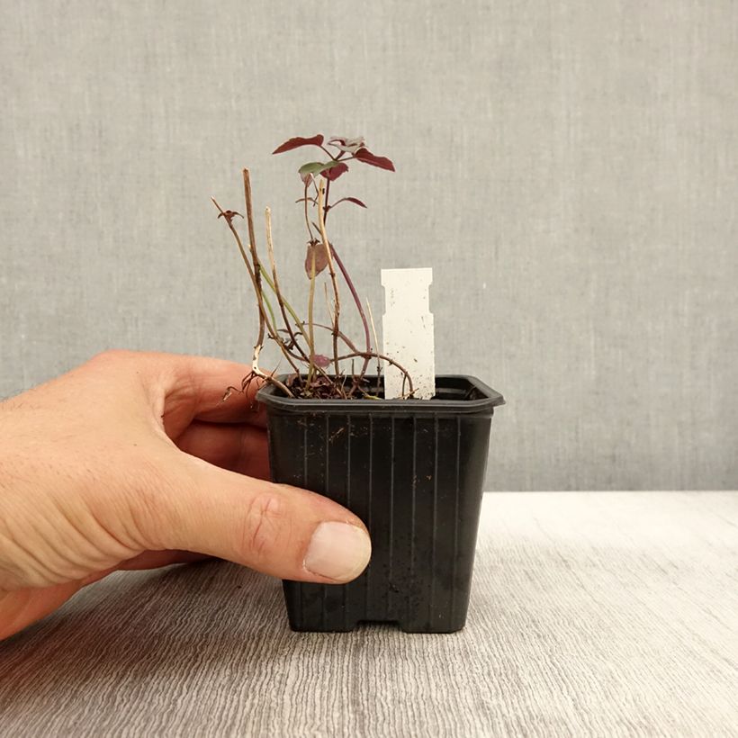 Esimerkki syksyllä toimitetusta Väriminttu - Monarda fistulosa subsp.menthifolia 8/9 cm taimiruukku-taimesta