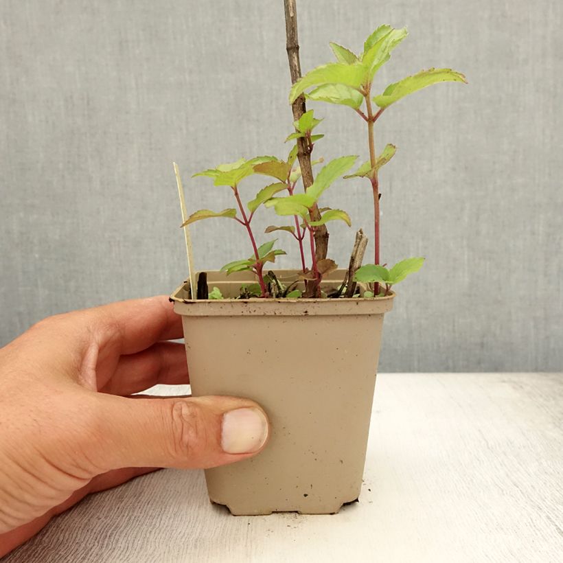 Esimerkki kesällä toimitetusta Punaväriminttu Heidelerche Godet de 8/9 cm-taimesta