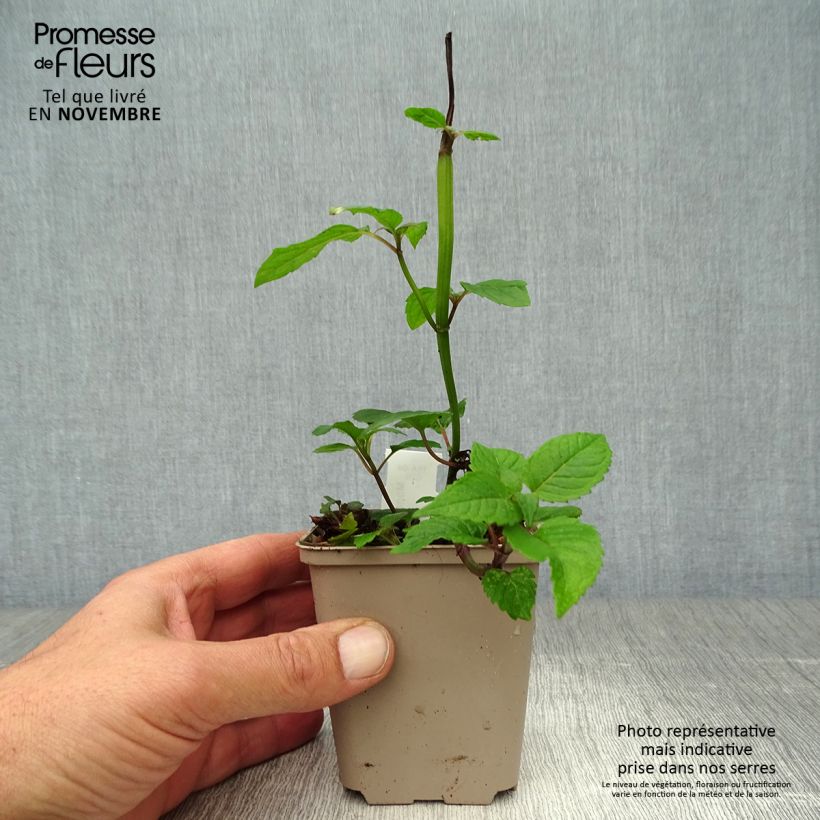 Esimerkki syksyllä toimitetusta Punaväriminttu Jacob Cline 8/9 cm taimiruukku-taimesta