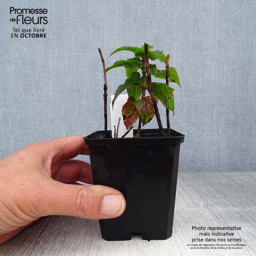 Esimerkki syksyllä toimitetusta Punaväriminttu Petite Delight 8/9 cm taimiruukku-taimesta