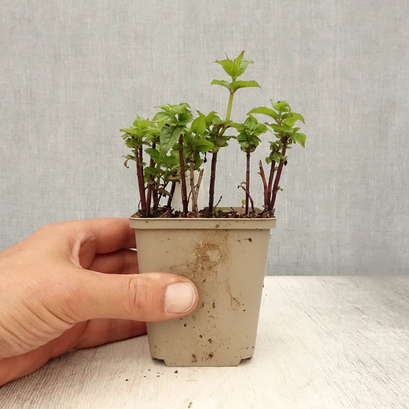 Esimerkki kesällä toimitetusta Punaväriminttu Petite Delight Godet de 8/9 cm-taimesta