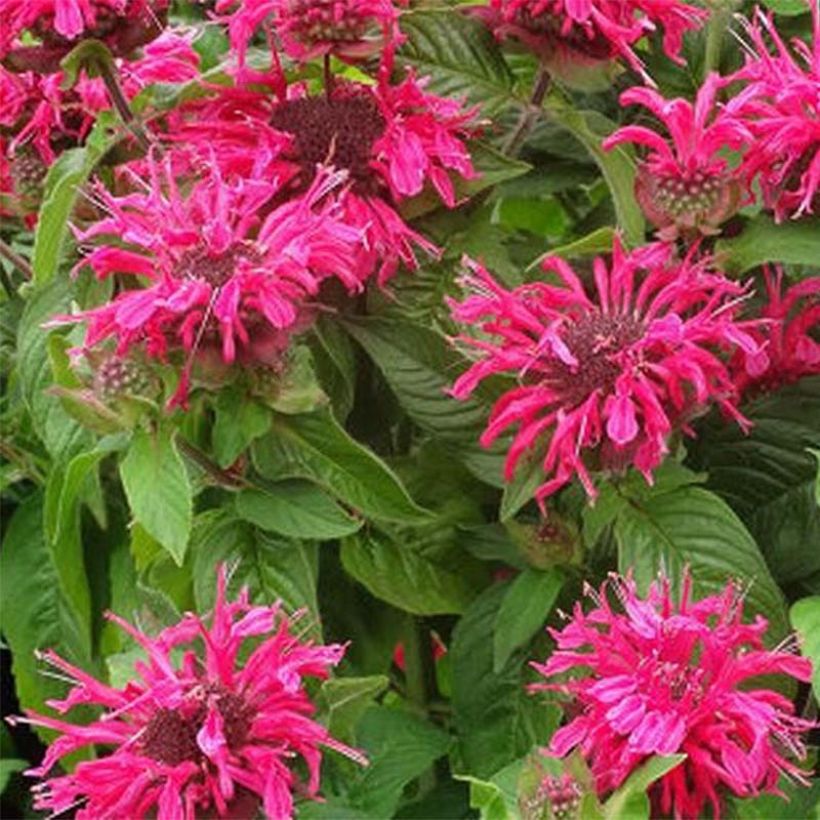 Punaväriminttu Pink Lace (Kukinta)