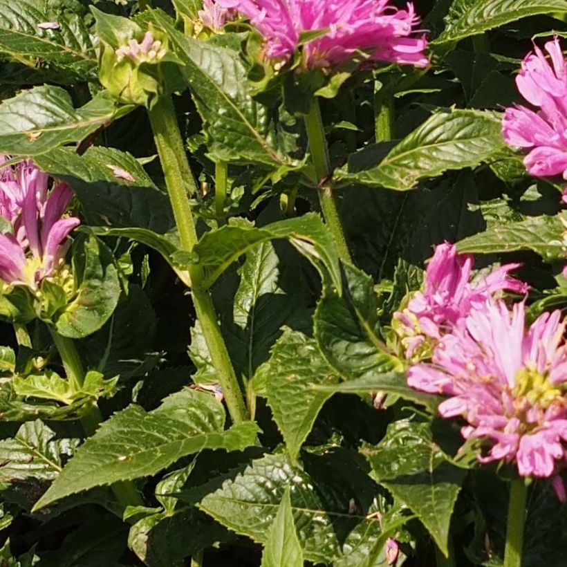 Punaväriminttu Pink Lace (Lehvistö)