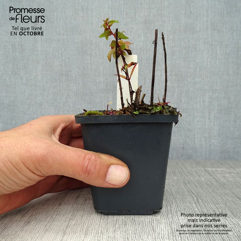 Esimerkki syksyllä toimitetusta Punaväriminttu Purple Lace 8/9 cm taimiruukku-taimesta