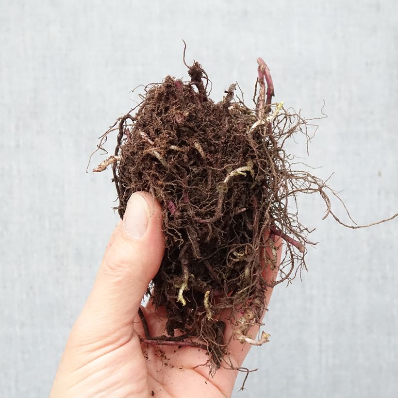Esimerkki talvella toimitetusta Punaväriminttu Purple Lace Paljasjuurinen-taimesta