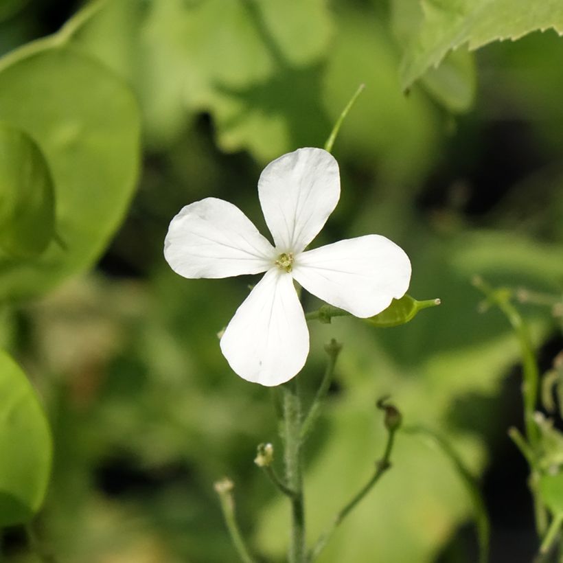 Kesäkuuruoho Alba (Kukinta)
