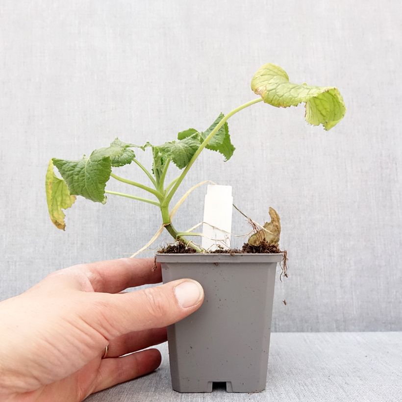 Esimerkki talvella toimitetusta Monnaie du Pape Blanche - Lunaria annua Alba Godet de 8/9 cm-taimesta