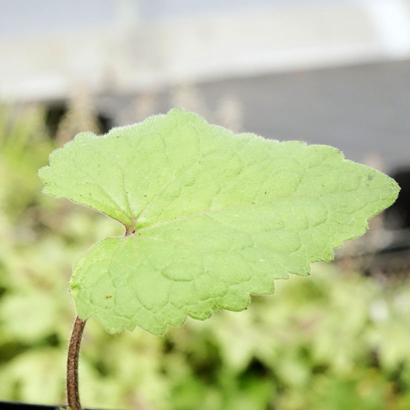 Kesäkuuruoho - Lunaria annua (Lehvistö)