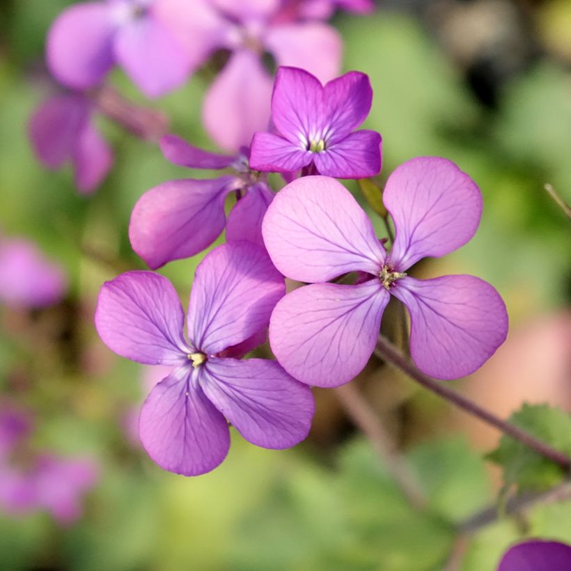 Kesäkuuruoho - Lunaria annua (Kukinta)