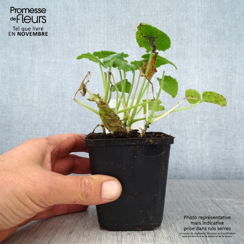 Esimerkki syksyllä toimitetusta Monnaie du Pape - Lunaria annua Godet de 8/9 cm-taimesta