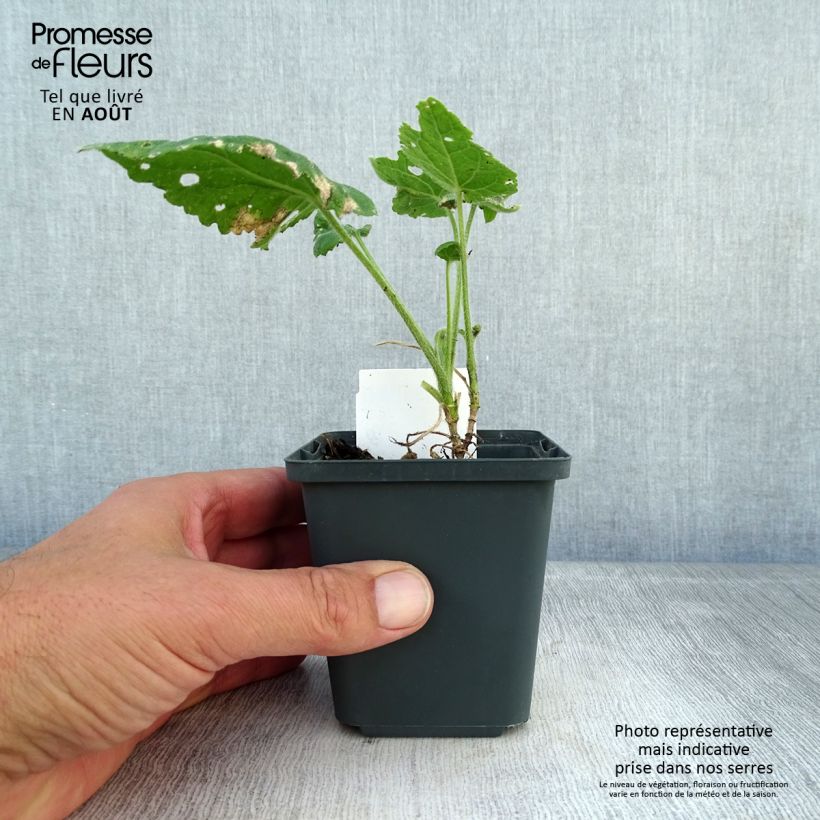 Esimerkki kesällä toimitetusta Kesäkuuruoho - Lunaria annua Taimiruukku 8/9 cm-taimesta