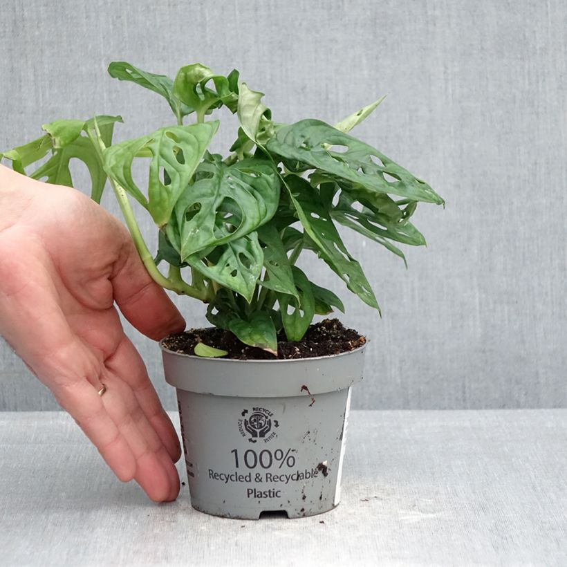 Example of Aarnipeikonlehti - Monstera adansonii Pot de 12 cm / 13 cm as you get in printemps