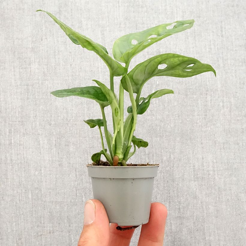 Example of Aarnipeikonlehti - Monstera adansonii Mini-plante as you get in printemps
