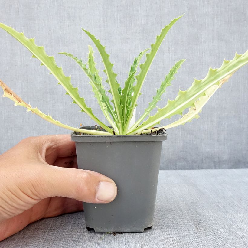 Esimerkki kesällä toimitetusta Morina longifolia Godet de 8/9 cm-taimesta
