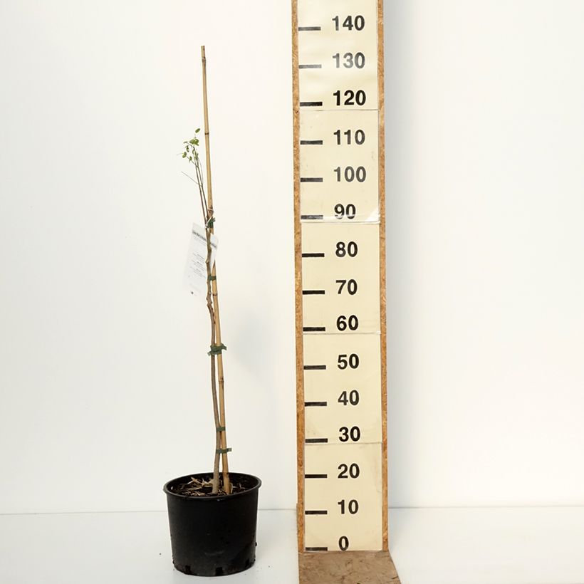 Esimerkki talvella toimitetusta Ceyloninmoringa - Moringa oleifera 7,5 litran / 10 litran ruukku-taimesta