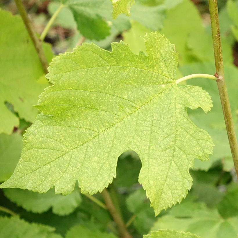 Morus acidosa Mulle (Lehvistö)