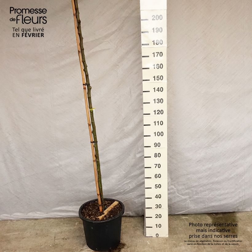 Esimerkki kesällä toimitetusta Valkomulperi Fruitless Pot de 18L/20L, Haute-Tige-taimesta