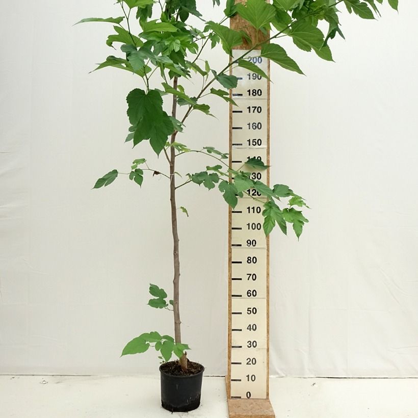 Esimerkki kesällä toimitetusta Valkomulperi Fruitless Pot de 7,5L/10L-taimesta