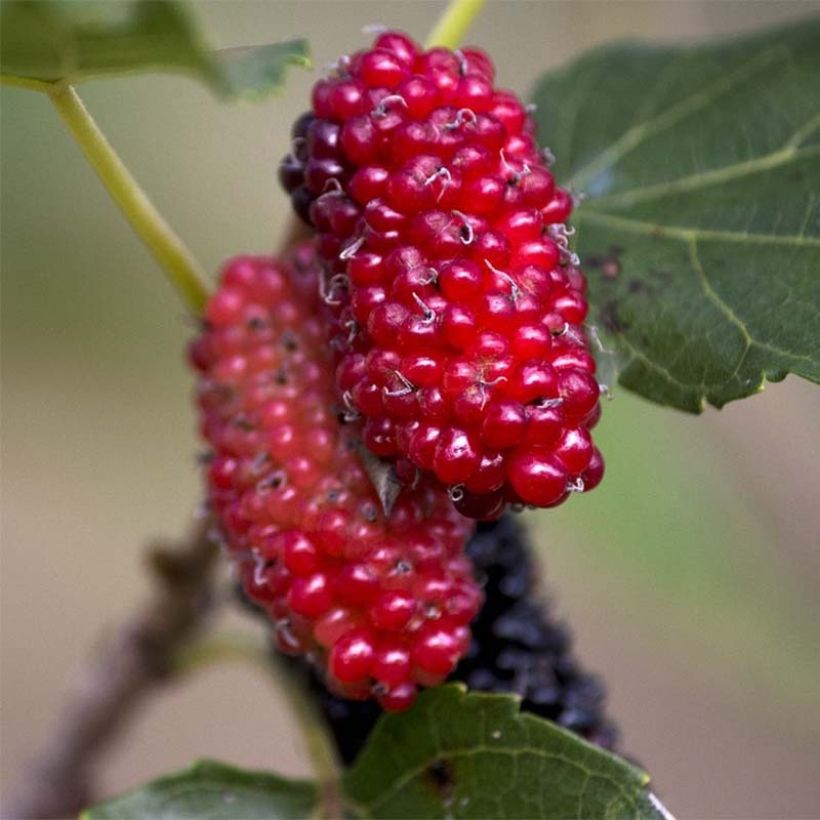 Valkomulperi Giant Fruit (Sadonkorjuu)