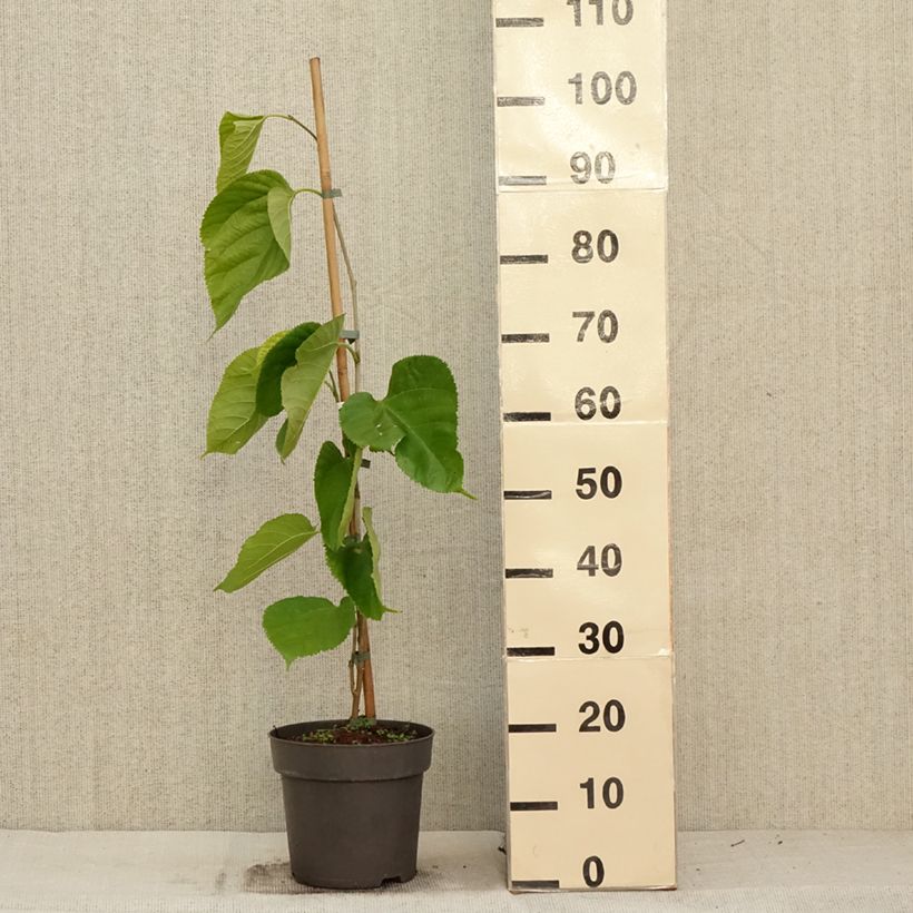 Esimerkki syksyllä toimitetusta Valkomulperi Giant Fruit 3 litran/4 litran ruukku-taimesta