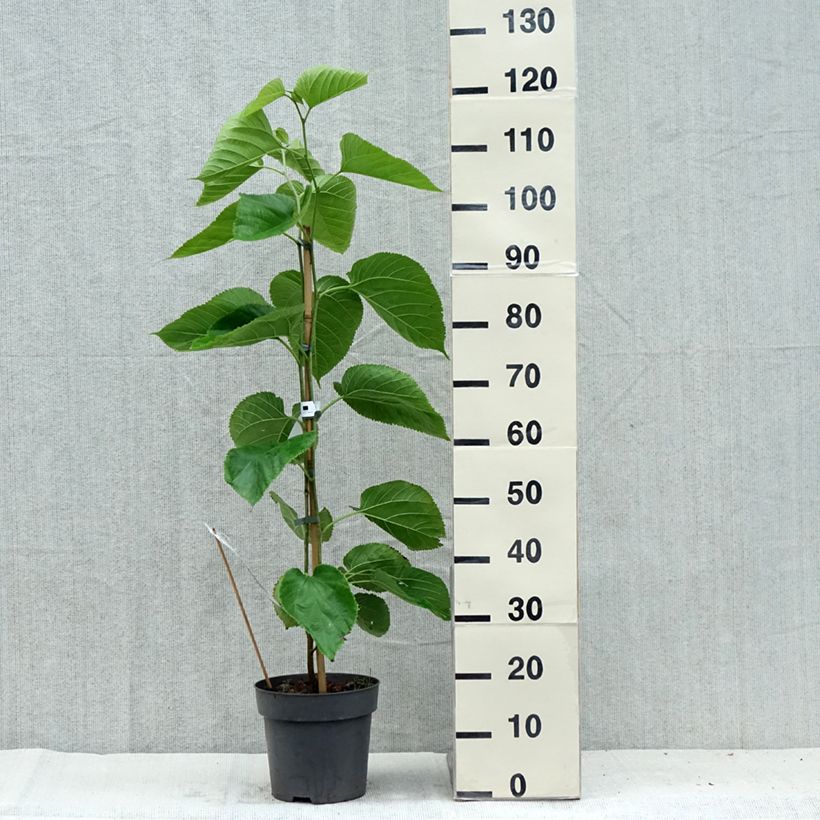 Esimerkki kesällä toimitetusta Valkomulperi Giant Fruit Ruukku 3L / 4L-taimesta
