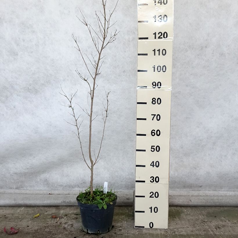 Esimerkki syksyllä toimitetusta Valkomulperi - Morus alba 7,5 litran / 10 litran ruukku-taimesta