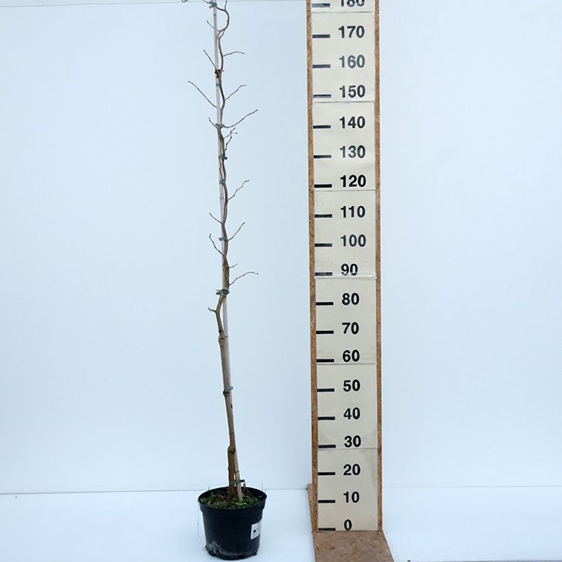 Esimerkki syksyllä toimitetusta Valkomulperi Spirata 7,5 litran / 10 litran ruukku-taimesta