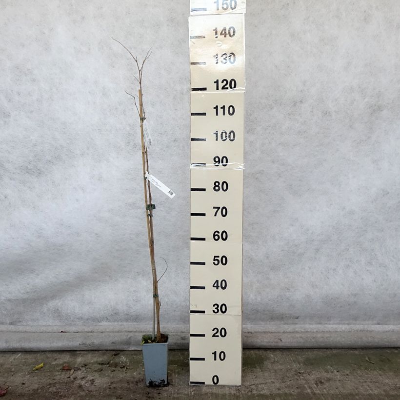 Esimerkki syksyllä toimitetusta Mustamulperi - Morus nigra 1,5 litran / 2 litran kannu-taimesta