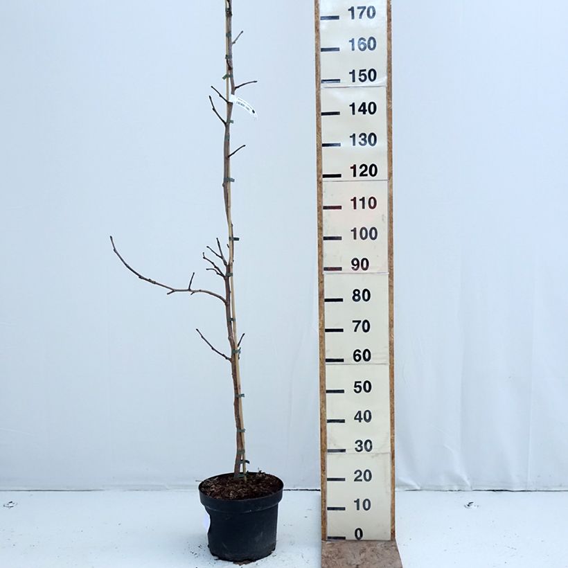 Esimerkki talvella toimitetusta Mustamulperi - Morus nigra Ruukku 7,5L / 10L-taimesta