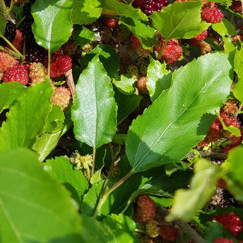 Mulperi Bonbonberry ‘Mojo Berry’ (Lehvistö)