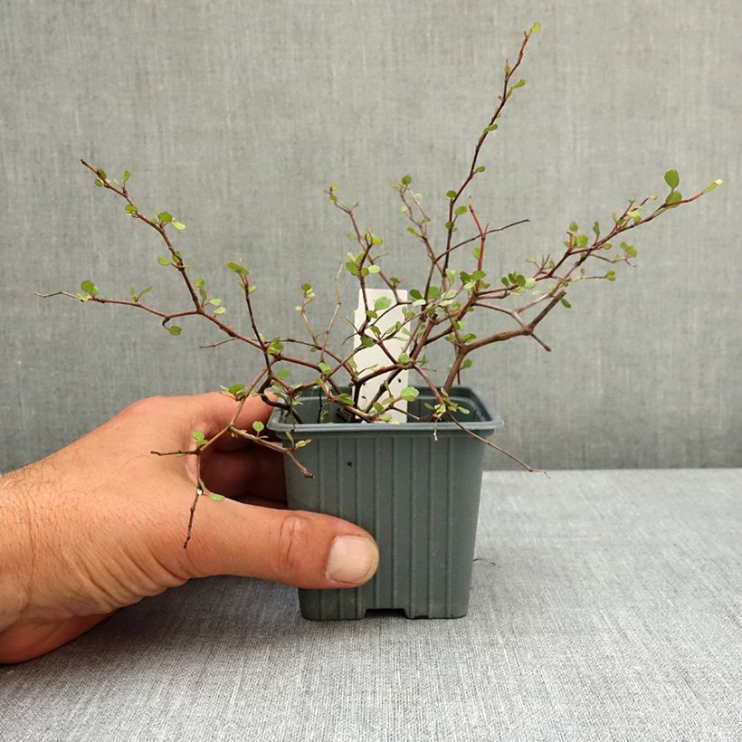 Esimerkki keväällä toimitetusta Muehlenbeckia astonii Taimiruukku 8/9 cm-taimesta