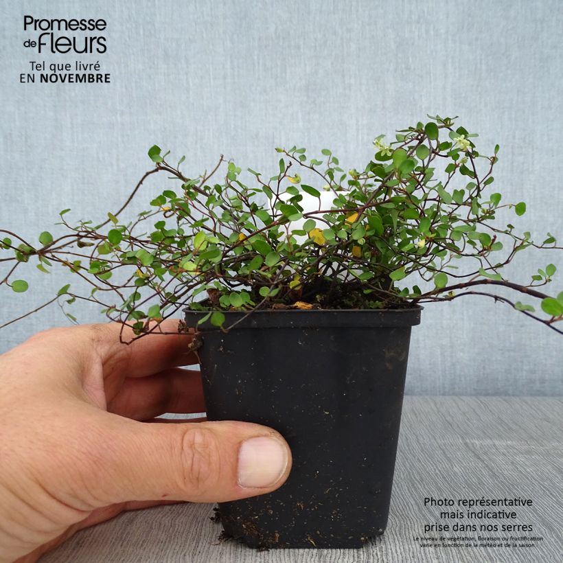 Esimerkki syksyllä toimitetusta Muehlenbeckia axillaris 8/9 cm taimiruukku-taimesta