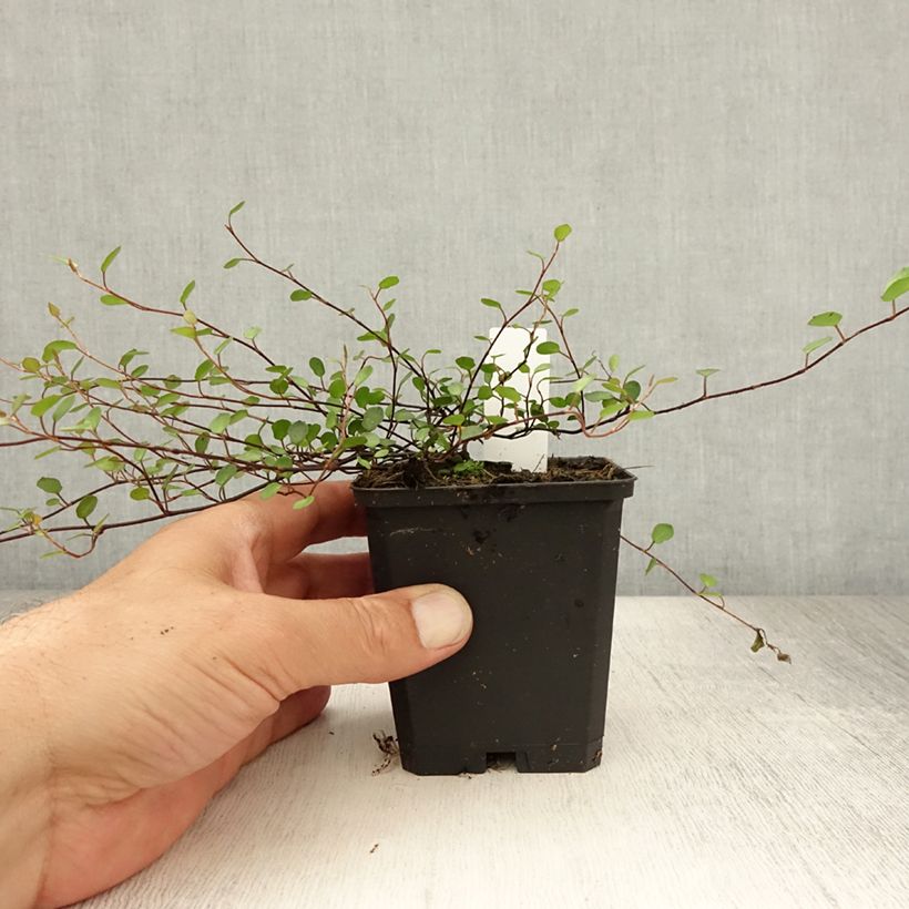 Esimerkki kesällä toimitetusta Muehlenbeckia axillaris Taimiruukku 8/9 cm-taimesta