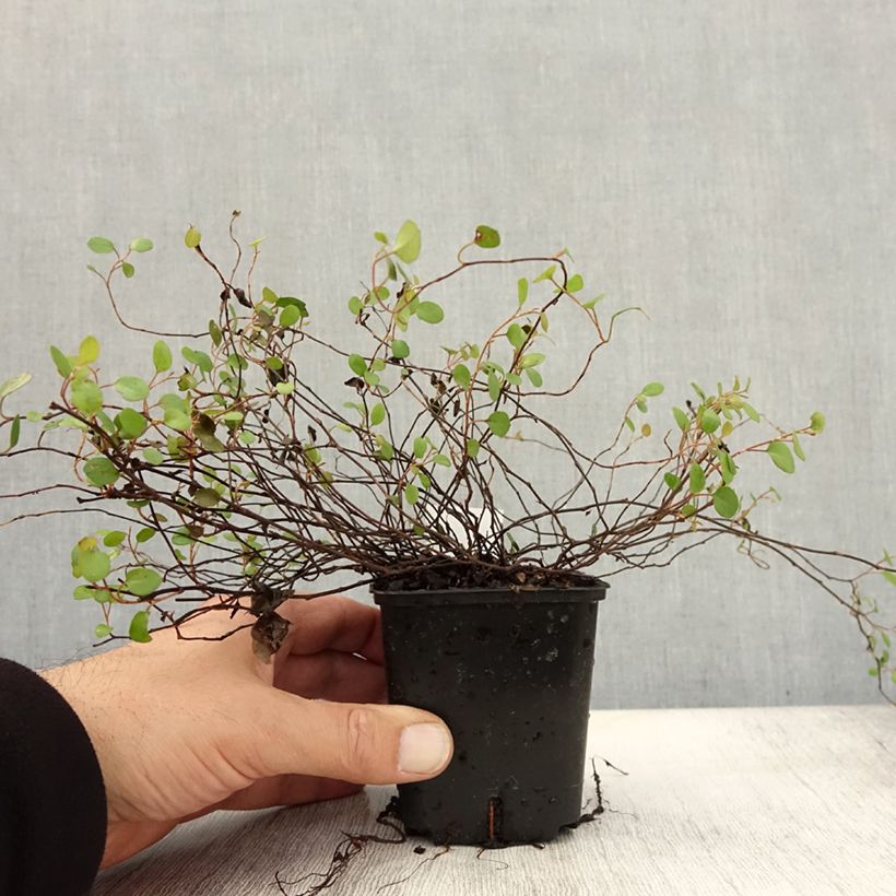 Esimerkki syksyllä toimitetusta Kietolankaköynnös - Muehlenbeckia complexa 8/9 cm taimiruukku-taimesta