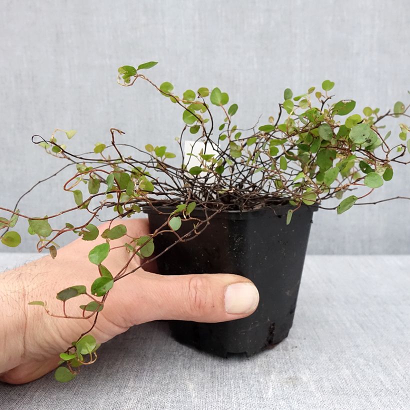Esimerkki keväällä toimitetusta Kietolankaköynnös - Muehlenbeckia complexa Taimiruukku 8/9 cm-taimesta