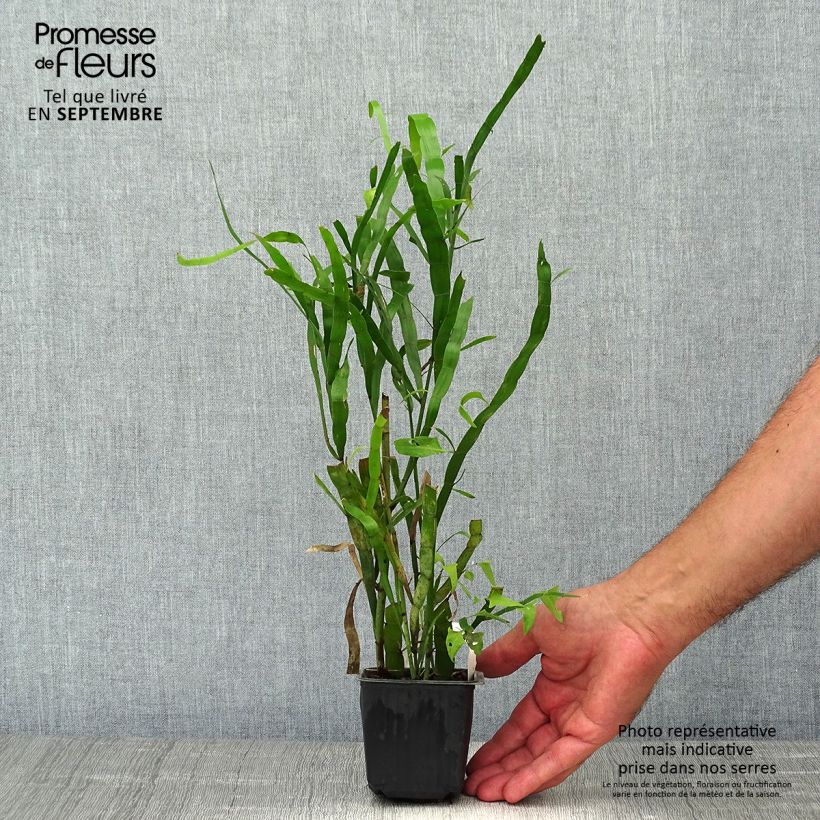 Esimerkki syksyllä toimitetusta Lankaköynnös - Muehlenbeckia platyclada 8/9 cm taimiruukku-taimesta