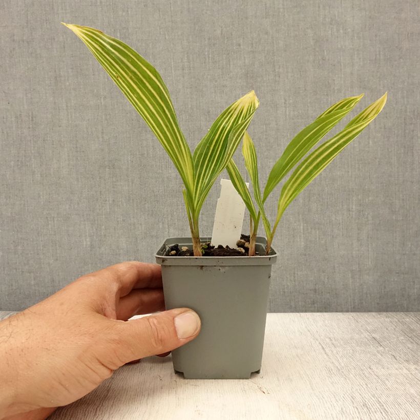 Esimerkki keväällä toimitetusta Kielo Albostriata Godet de 8/9 cm-taimesta
