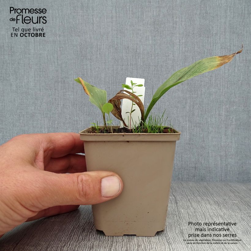 Esimerkki syksyllä toimitetusta Kielo Prolificans 8/9 cm taimiruukku-taimesta