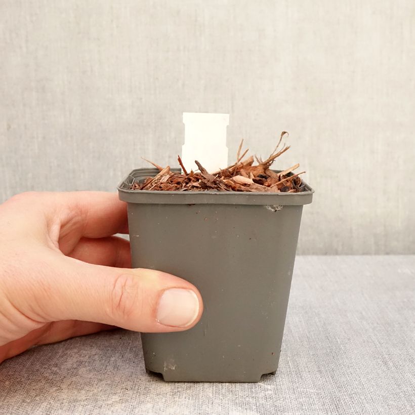 Esimerkki talvella toimitetusta Kielo Géant de Fortin Taimiruukku 8/9 cm-taimesta