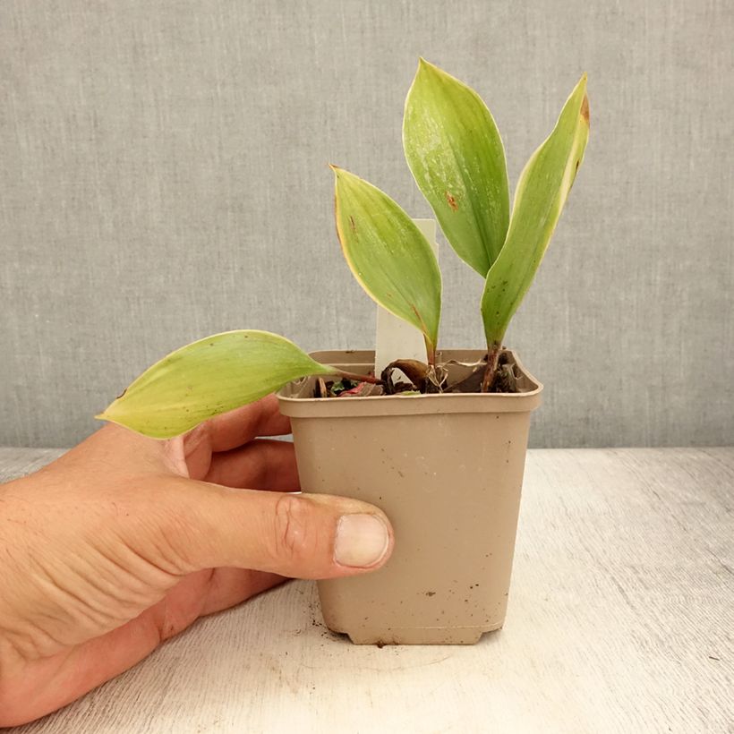 Esimerkki kesällä toimitetusta Kielo Hardwick Hall Taimiruukku 8/9 cm-taimesta