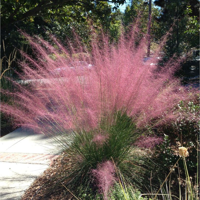 Muhlenbergia capillaris (Kasvutapa)