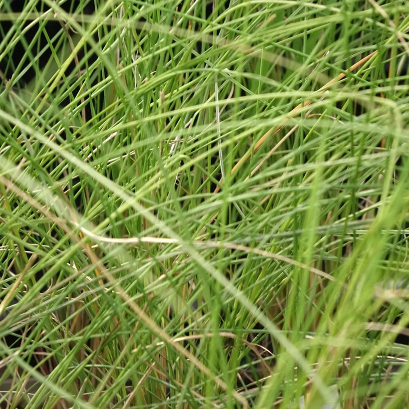 Muhlenbergia capillaris (Lehvistö)