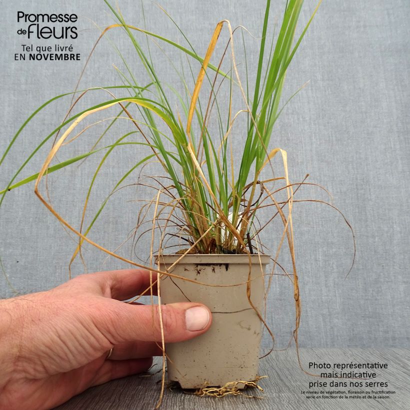 Esimerkki syksyllä toimitetusta Muhlenbergia rigens 8/9 cm taimiruukku-taimesta