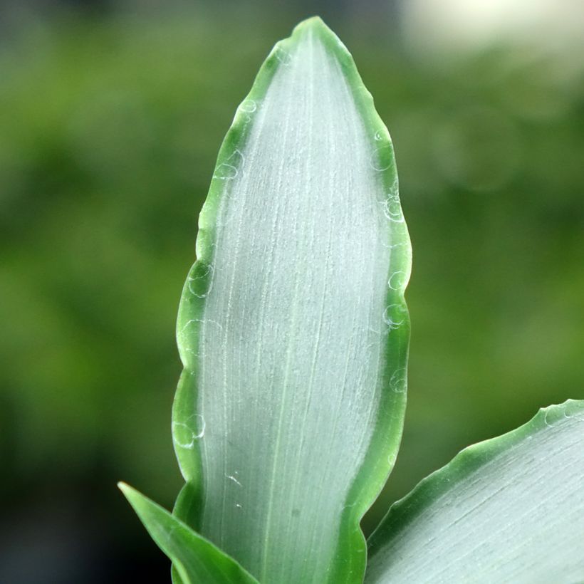 Murdannia loriformis Bright Star (Lehvistö)
