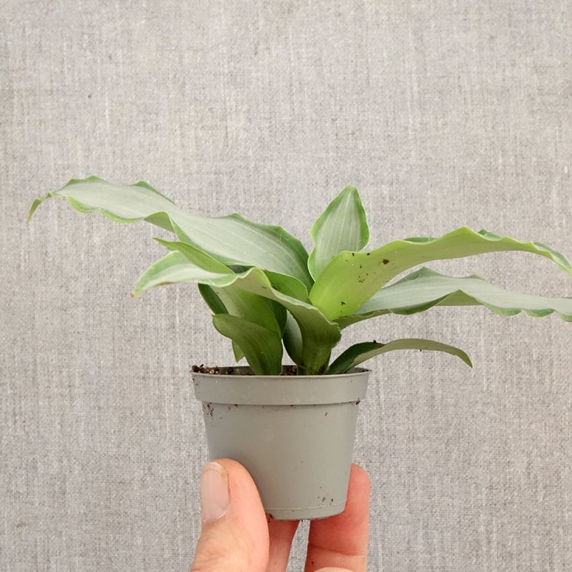Esimerkki keväällä toimitetusta Murdannia loriformis Bright Star Minikasvi-taimesta